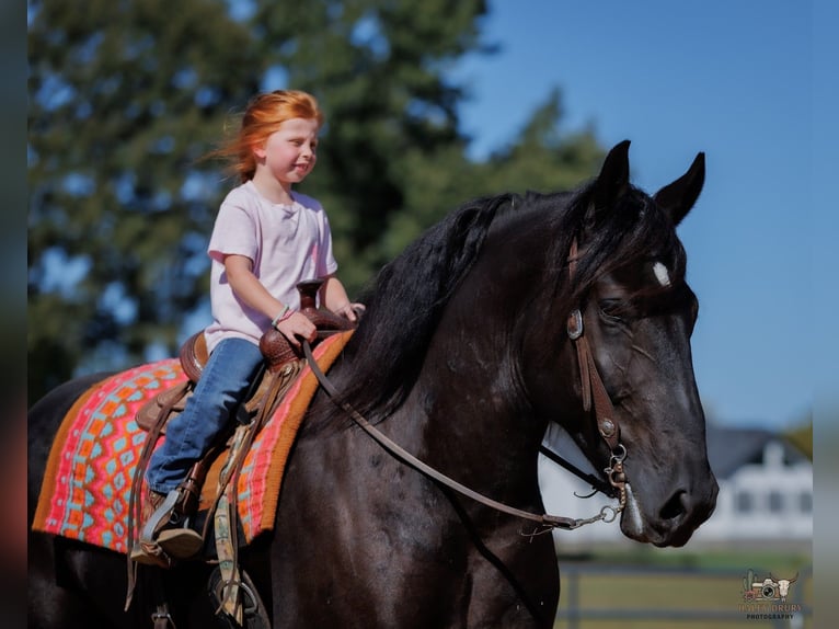 Percheron Gelding 6 years Black in Auburn