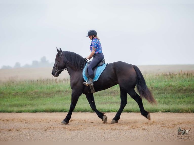 Percheron Gelding 6 years Black in Auburn