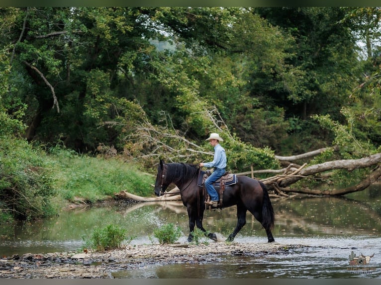 Percheron Gelding 6 years Black in Auburn