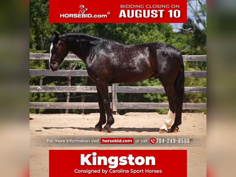 Percheron Mix Gelding 6 years Black in Clover