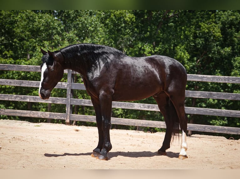 Percheron Mix Gelding 6 years Black in Clover