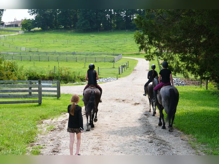 Percheron Mix Gelding 6 years Black in Clover