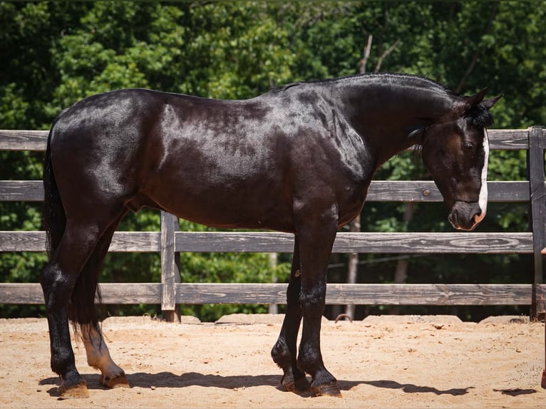Percheron Mix Gelding 6 years Black in Clover