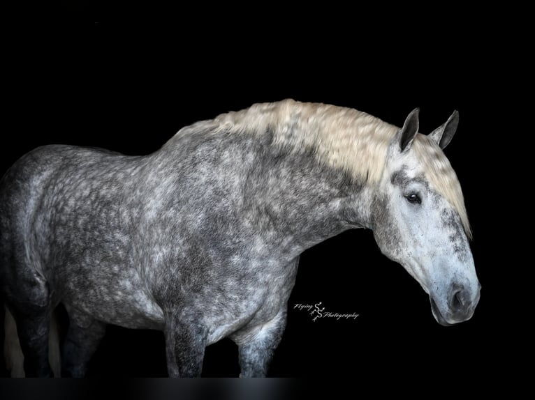 Percheron Gelding 6 years Grey-Dapple in Fairbank IA