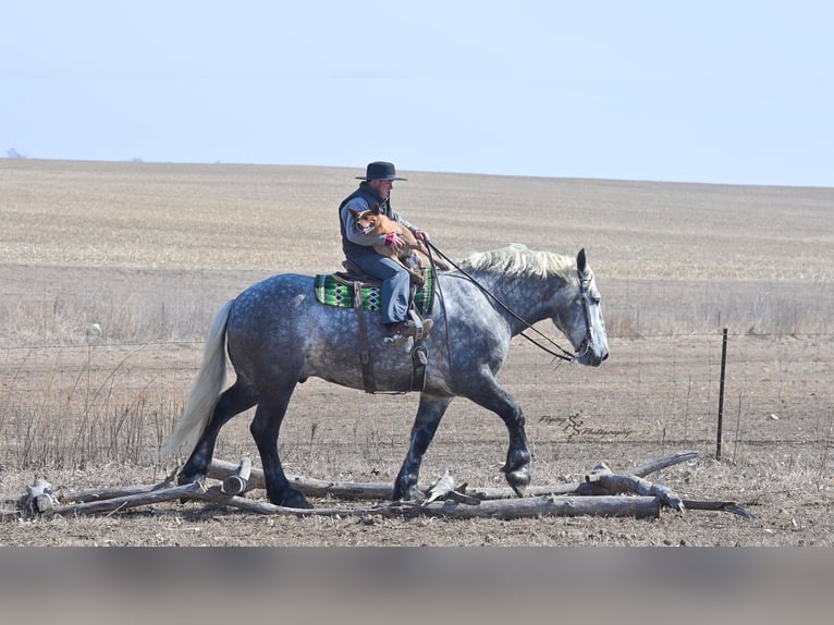 Percheron Gelding 6 years Grey-Dapple in Fairbank IA