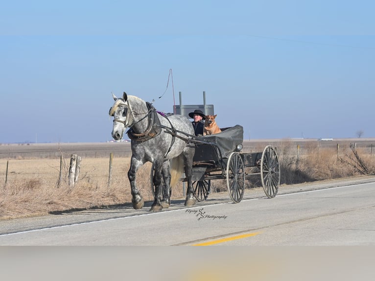 Percheron Gelding 6 years Grey-Dapple in Fairbank IA