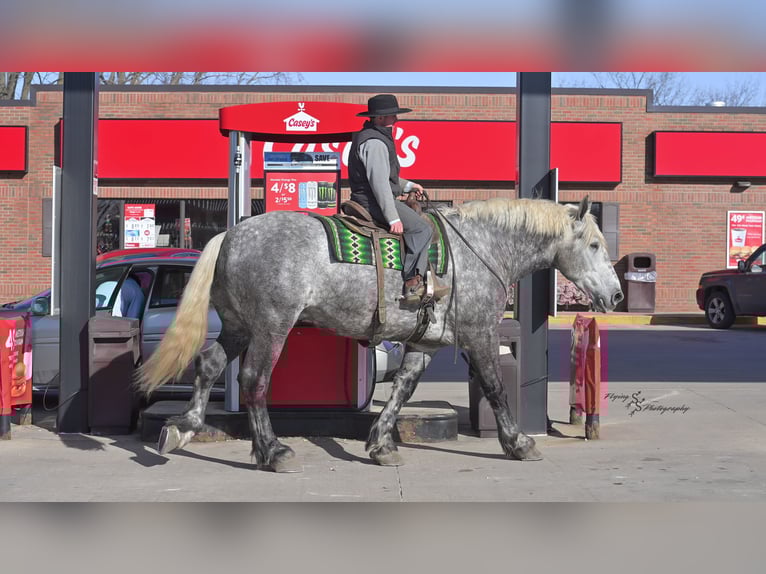Percheron Gelding 6 years Grey-Dapple in Fairbank IA