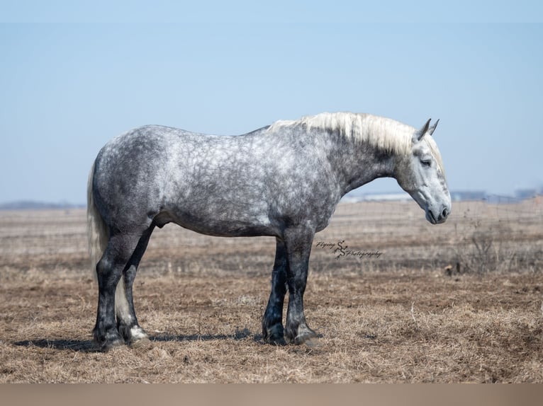 Percheron Gelding 6 years Grey-Dapple in Fairbank IA