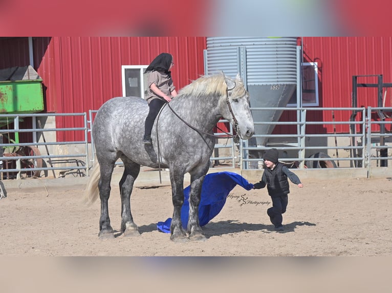 Percheron Gelding 6 years Grey-Dapple in Fairbank IA