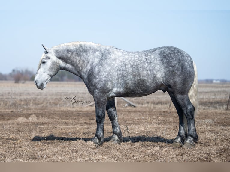 Percheron Gelding 6 years Grey-Dapple in Fairbank IA