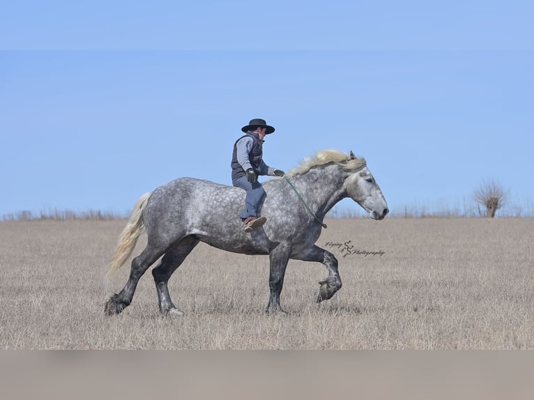 Percheron Gelding 6 years Grey-Dapple in Fairbank IA