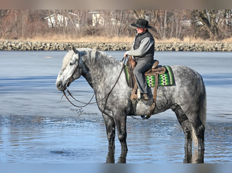 Percheron Gelding 6 years Grey-Dapple in Fairbank IA