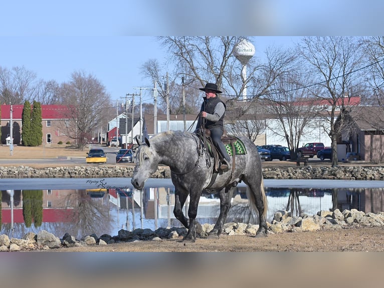 Percheron Gelding 6 years Grey-Dapple in Fairbank IA
