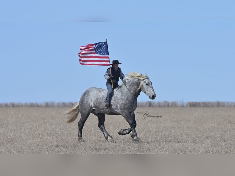 Percheron Gelding 6 years Grey-Dapple in Fairbank IA