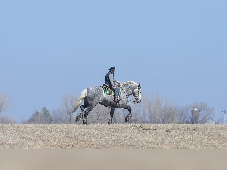 Percheron Gelding 6 years Grey-Dapple in Fairbank IA