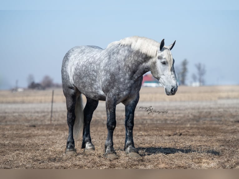 Percheron Gelding 6 years Grey-Dapple in Fairbank IA