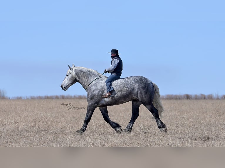Percheron Gelding 6 years Grey-Dapple in Fairbank IA