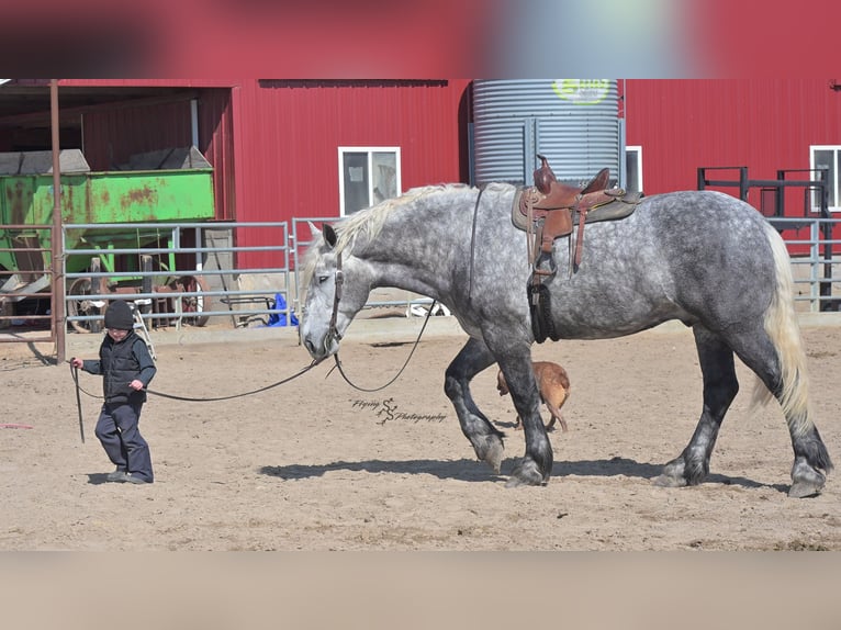 Percheron Gelding 6 years Grey-Dapple in Fairbank IA