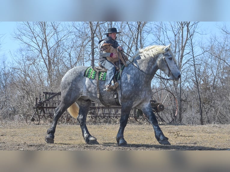Percheron Gelding 6 years Grey-Dapple in Fairbank IA