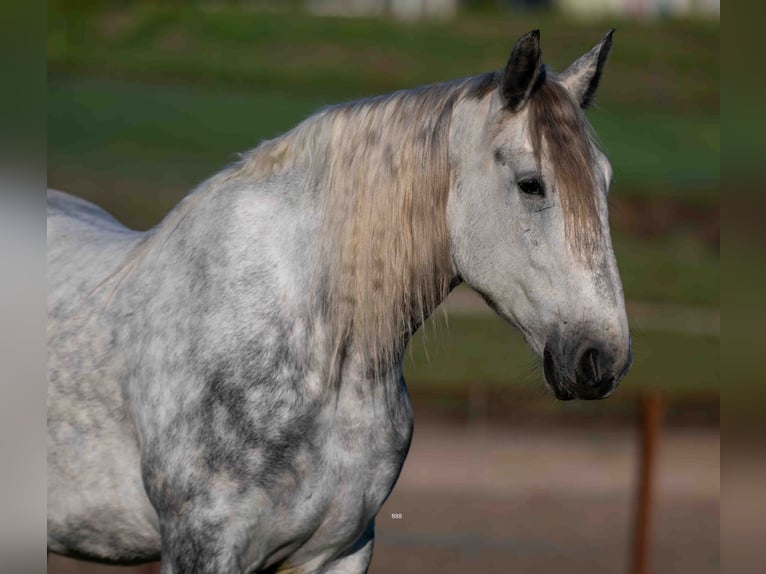 Percheron Mix Gelding 6 years Grey-Dapple in Weatherford