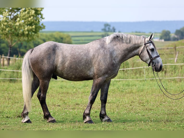 Percheron Gelding 6 years Grey in Gap