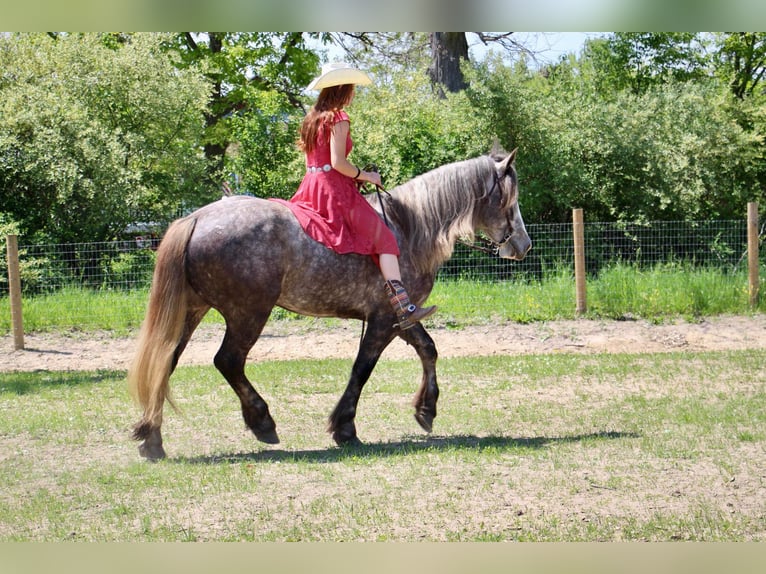 Percheron Gelding 7 years 15.3 hh Grey-Dapple in Howell MI