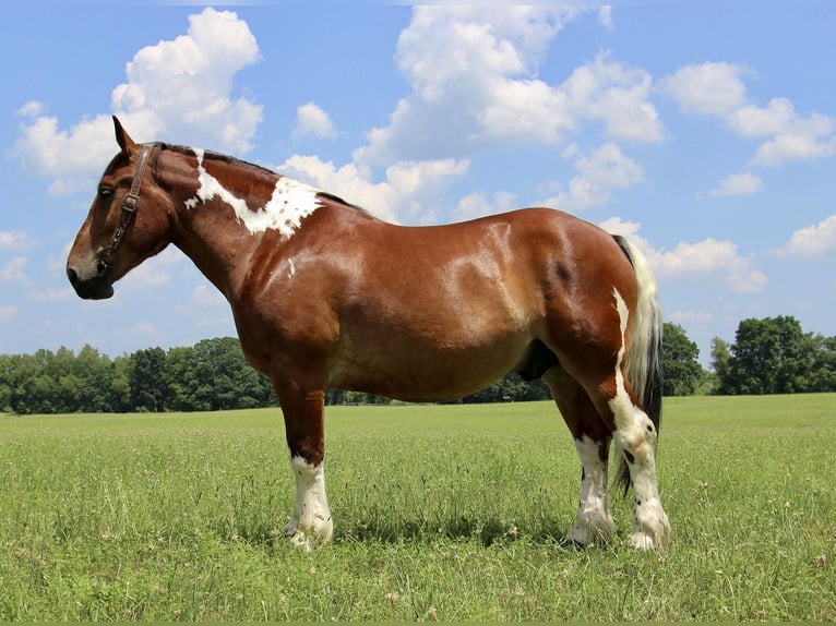 Percheron Gelding 7 years 15,3 hh Tobiano-all-colors in Highland MI