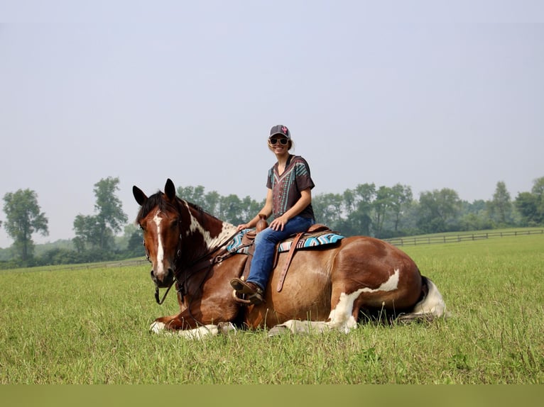 Percheron Gelding 7 years 15,3 hh Tobiano-all-colors in Highland MI