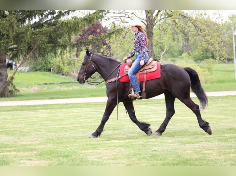 Percheron Gelding 7 years 16,1 hh Black in Howell MI