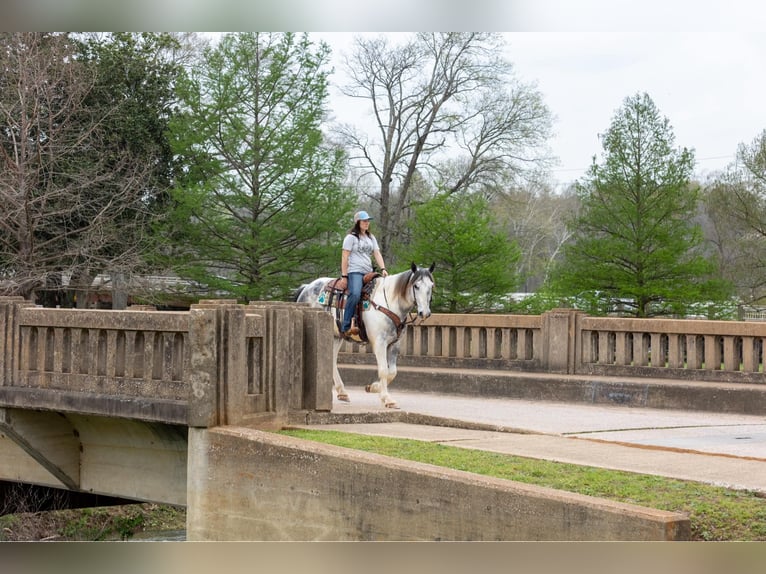 Percheron Gelding 7 years 16.1 hh Grey in Rusk tx