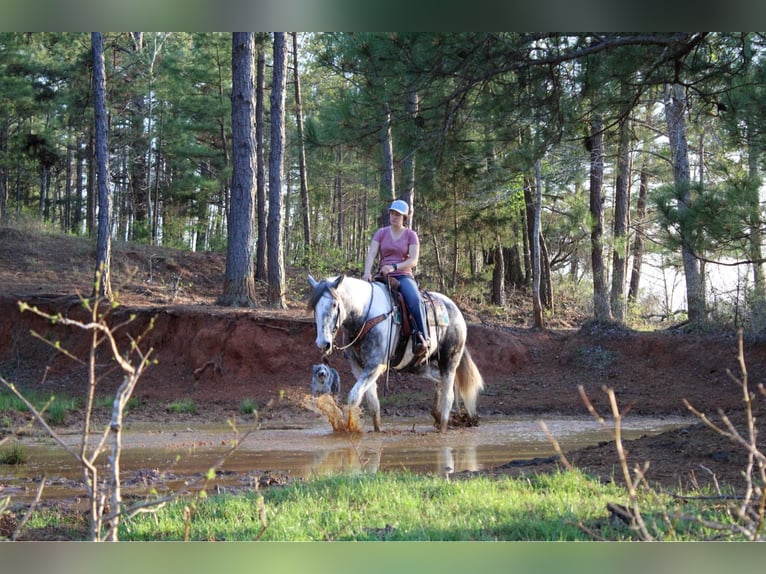 Percheron Gelding 7 years 16.1 hh Grey in Rusk tx