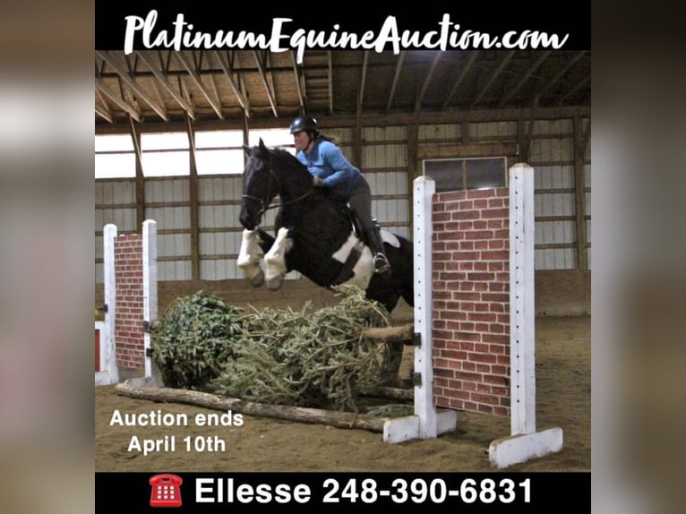 Percheron Gelding 7 years 16,1 hh Tobiano-all-colors in Highland MI