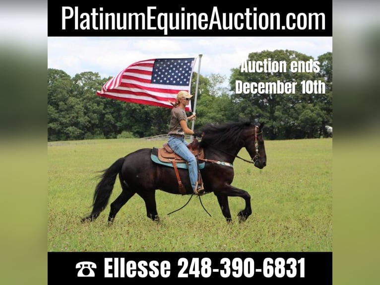 Percheron Gelding 7 years 16,2 hh Black in Howell, MI