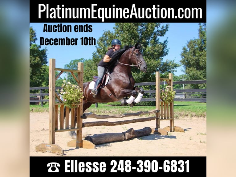 Percheron Gelding 7 years 16,2 hh Black in Howell, MI