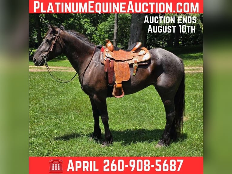 Percheron Gelding 7 years 16.3 hh Roan-Blue in Camden, MI