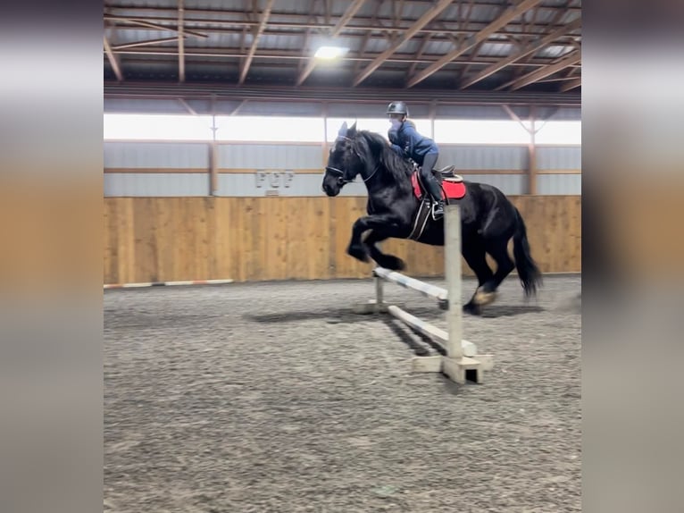 Percheron Gelding 7 years 16 hh Black in Everette PA