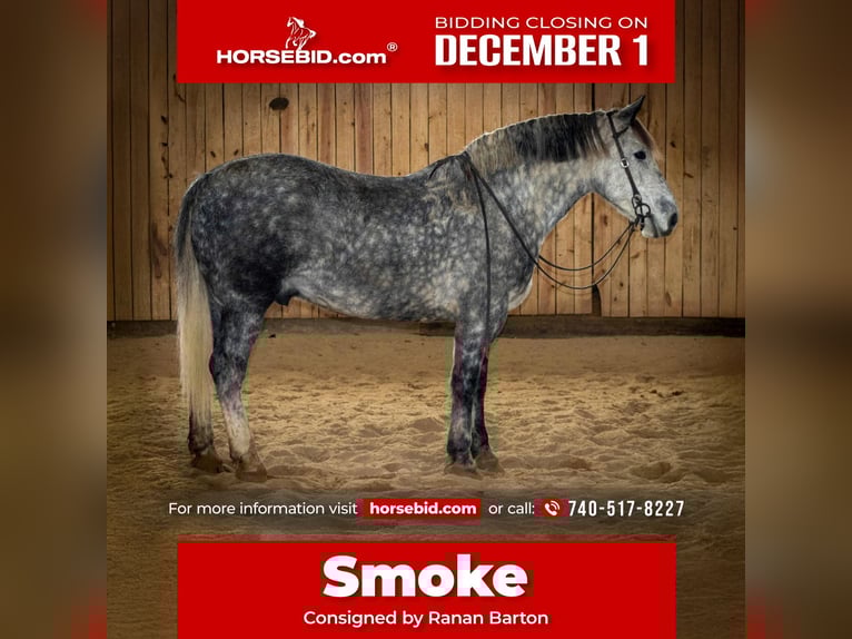 Percheron Mix Gelding 7 years 16 hh Grey in Jackson