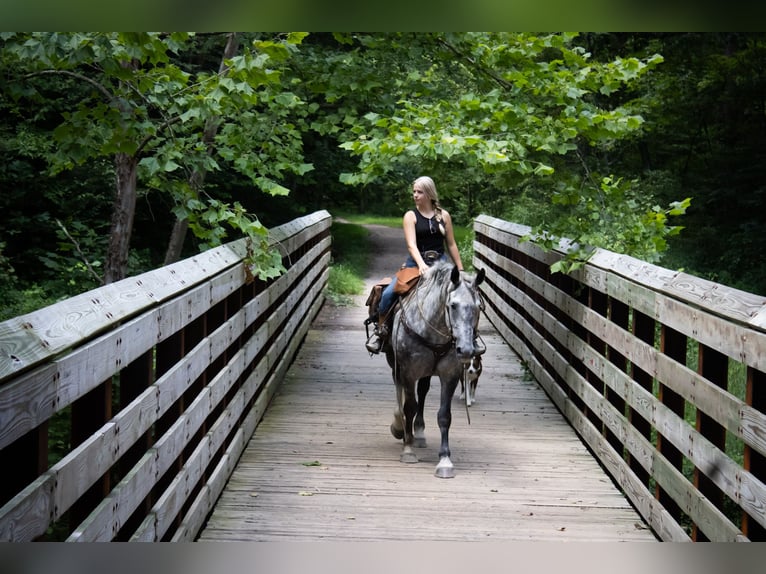 Percheron Mix Gelding 7 years 16 hh Grey in Jackson