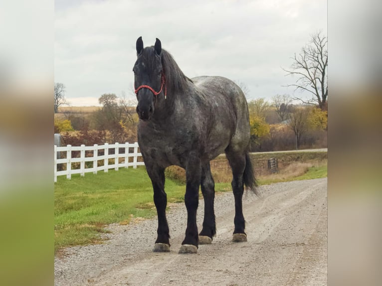 Percheron Gelding 7 years 16 hh Roan-Blue in Bloomfield IA