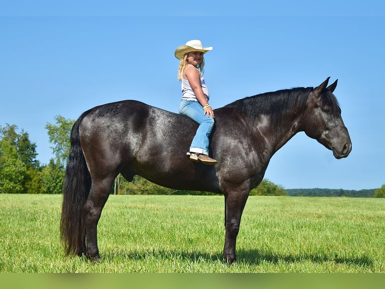 Percheron Mix Gelding 7 years 16 hh Roan-Blue in Crab Orchard, KY