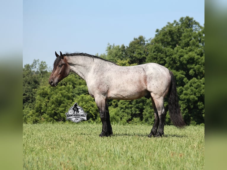 Percheron Gelding 7 years 16 hh Roan-Blue in Gladstone, NJ