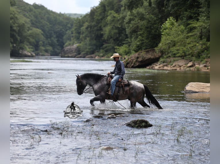 Percheron Gelding 7 years 16 hh Roan-Blue in Gladstone, NJ