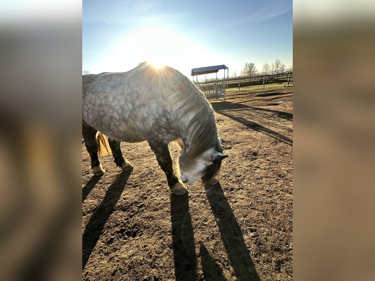 Percheron Mix Gelding 7 years 16,1 hh Grey-Dapple in Demen