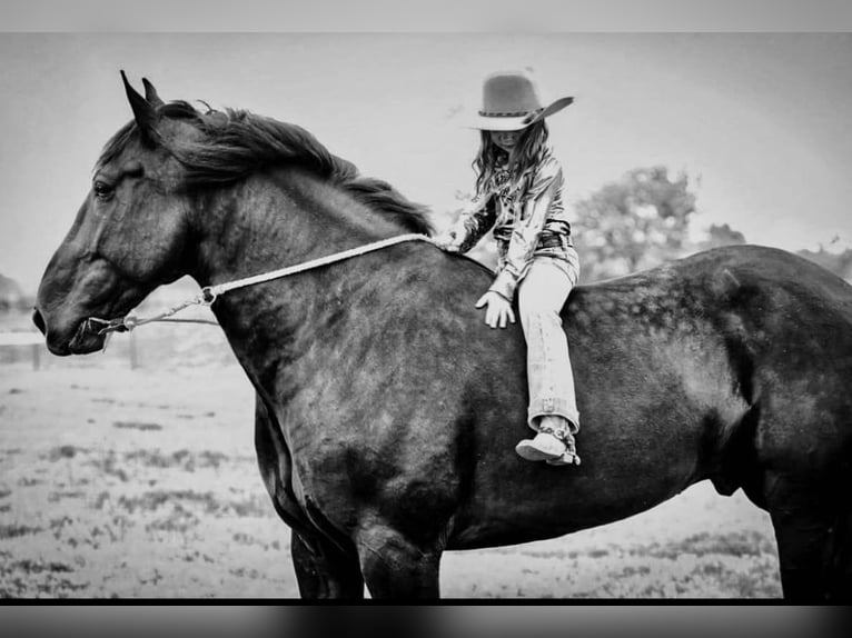 Percheron Gelding 7 years 17,1 hh Black in Post Oak Bend City TX