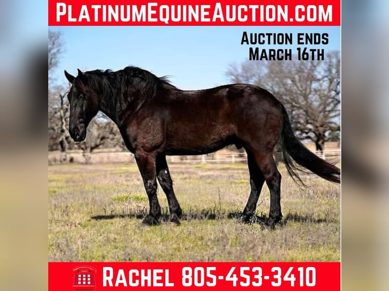 Percheron Gelding 7 years 17,1 hh Black in Post Oak Bend City TX