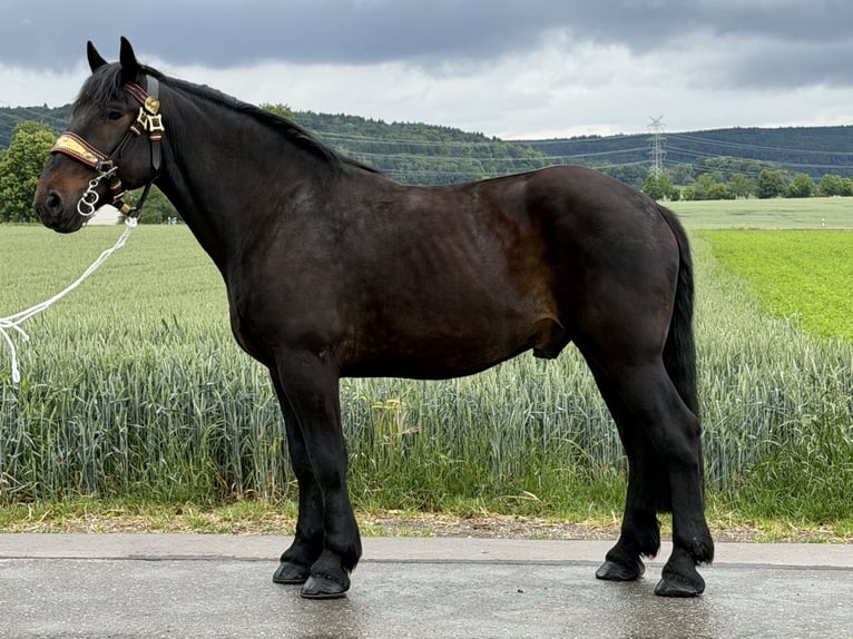 Percheron Mix Gelding 7 years 17 hh Bay-Dark in Riedlingen