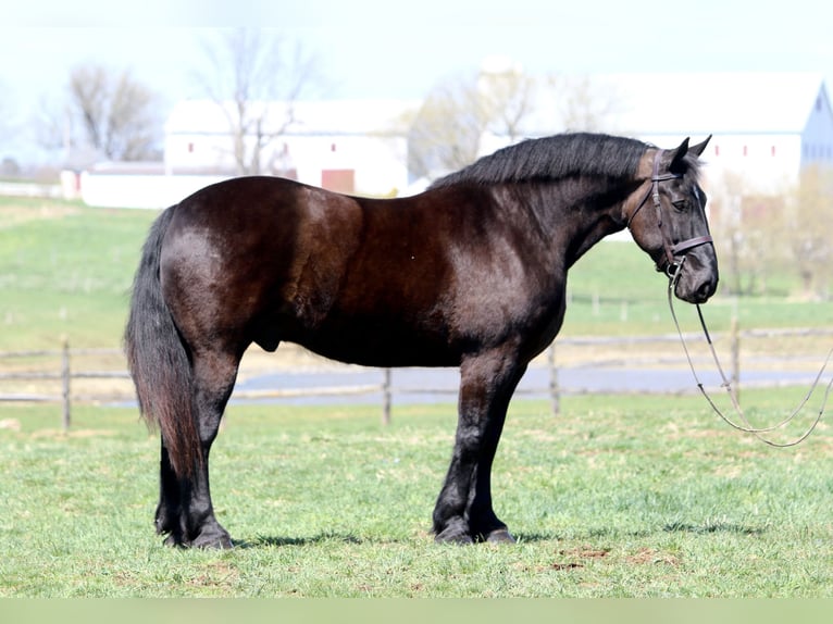 Percheron Gelding 7 years 17 hh Black in Gap, PA