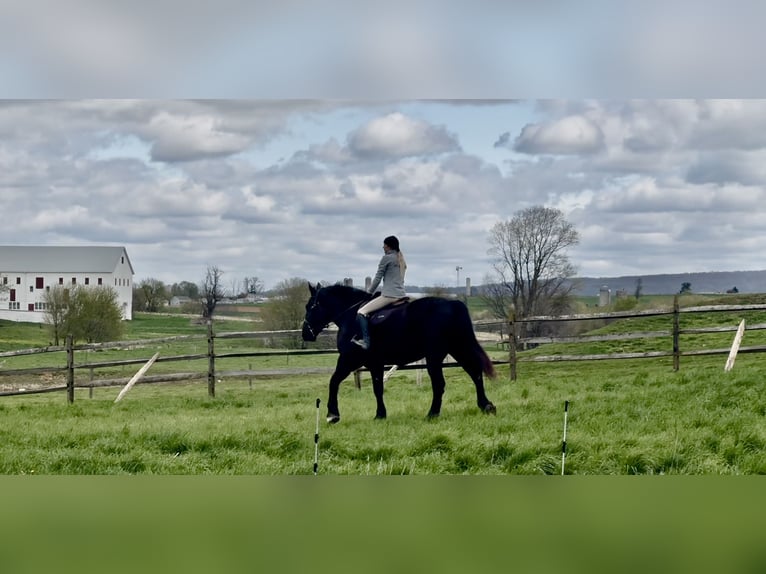 Percheron Gelding 7 years 17 hh Black in Gap, PA