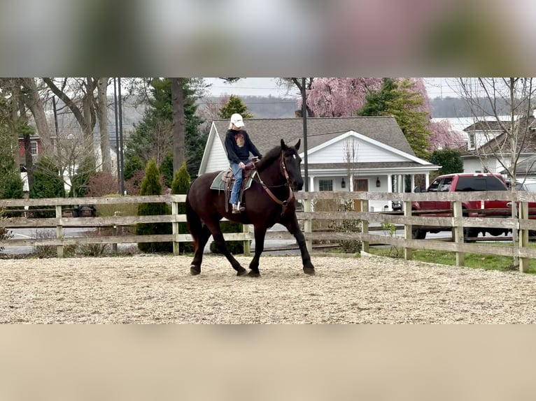Percheron Gelding 7 years 17 hh Black in Gap, PA