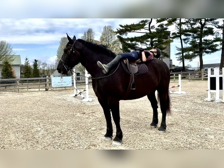 Percheron Gelding 7 years 17 hh Black in Gap, PA